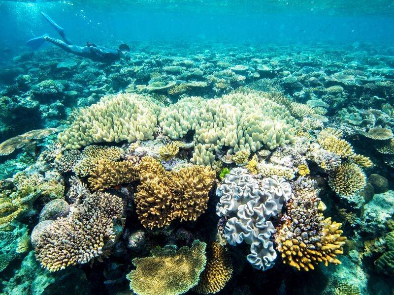 Great Barrier Reef corals halve since 1995 | The Standard | Warrnambool ...