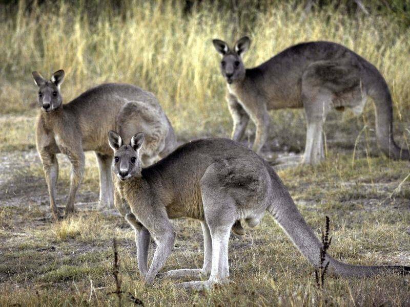 Kangaroos remain high on the list of animals dying in car crashes on Australia roads. (AP PHOTO)