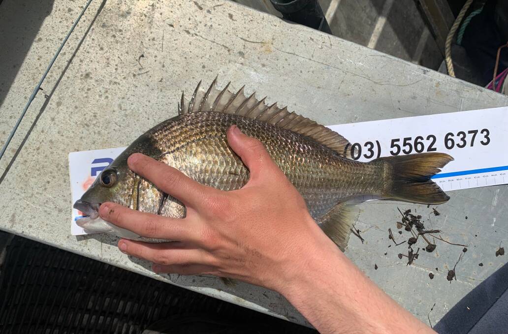 RIPPER: A 40cm bream caught from the Curdies River by Worm Fowler. 