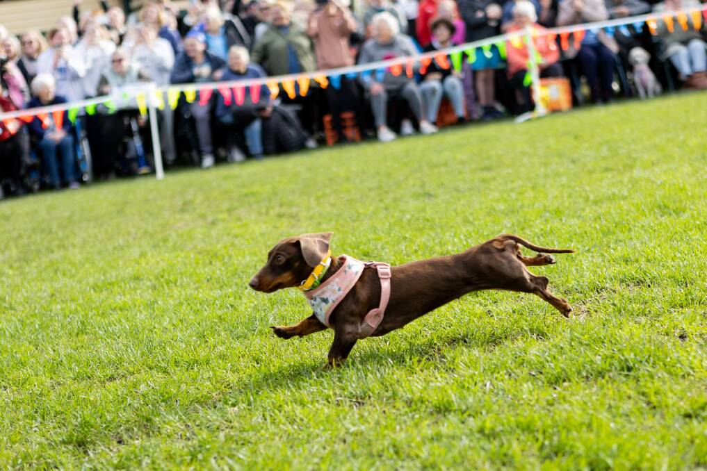 A runner in last year's Dachshund Dash at Port Fairy. Picture by Anthony Brady