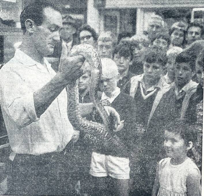 Barry Searle shows off a snake to Warrnambool schoolchildren in 1969. File Picture 