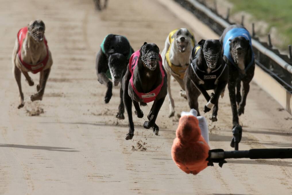 Black Foo (wearing pink) was the winner of the Race 8 greyhound final. Picture: ROB GUNSTONE